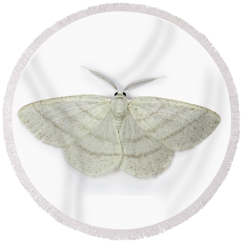 Common White Wave Round Beach Towel featuring the photograph Common White Wave moth by Warren Photographic
