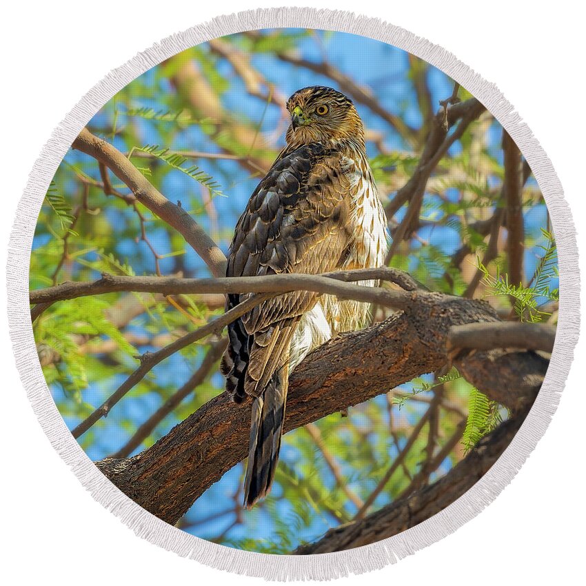 Cooper's Round Beach Towel featuring the photograph Cooper's Hawk 24280 by Mark Myhaver