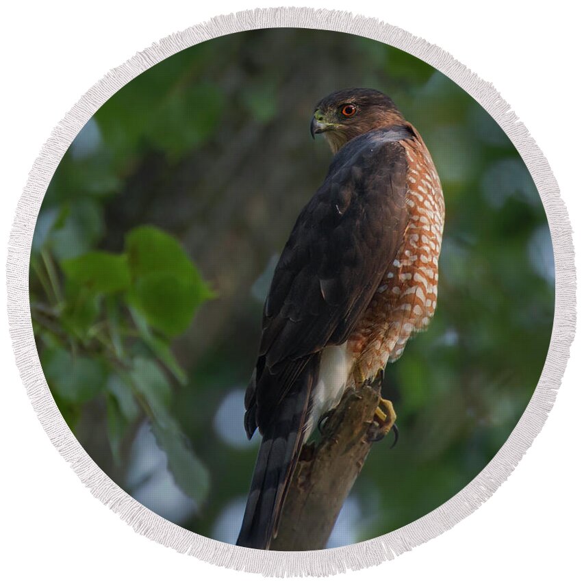 Hawk Round Beach Towel featuring the photograph Coopers Hawk by Timothy McIntyre