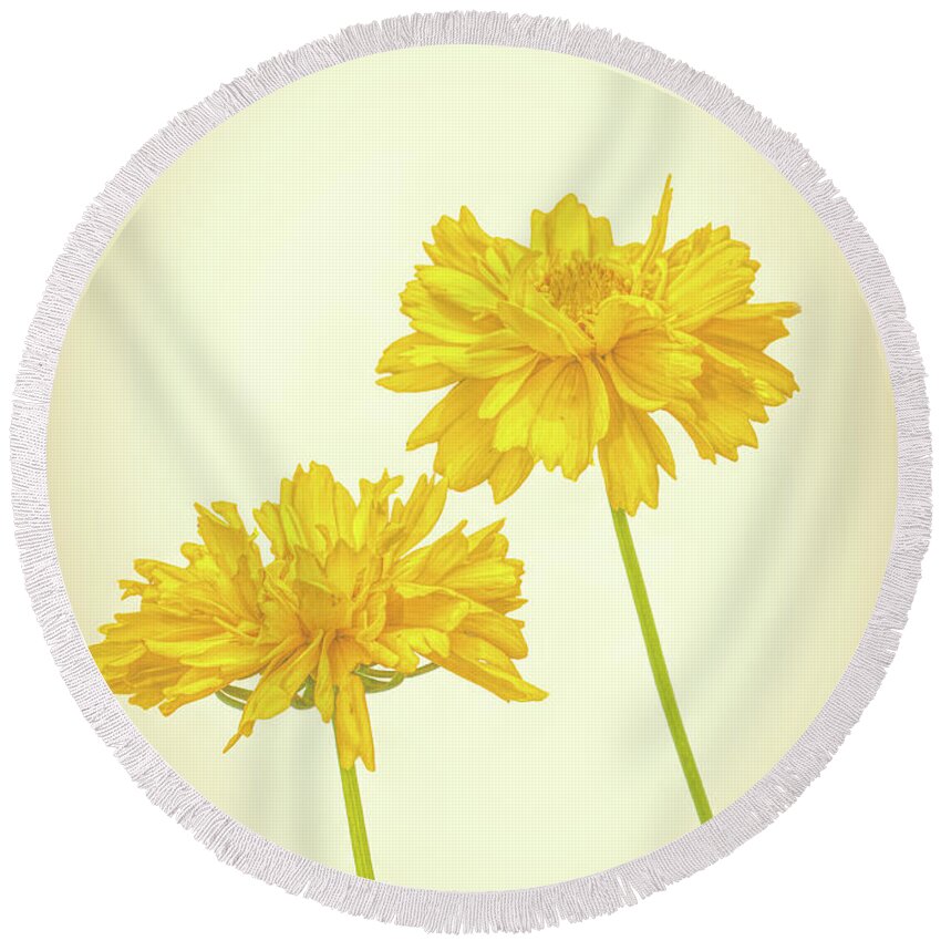 High Key Round Beach Towel featuring the photograph Coreopsis by Allin Sorenson