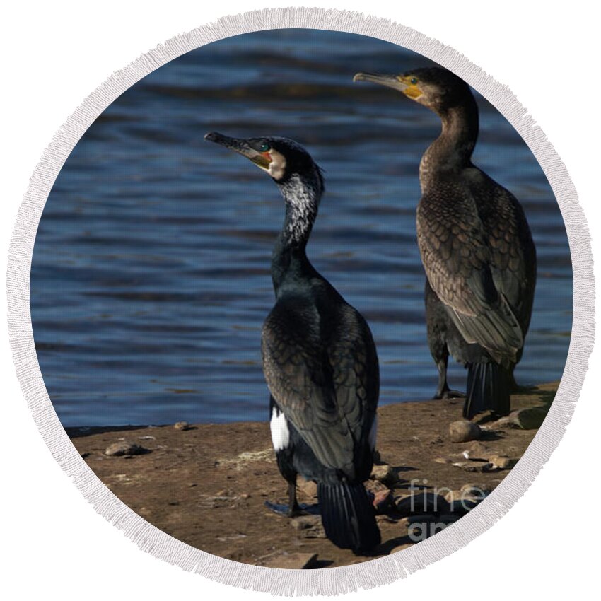 Feathers Round Beach Towel featuring the photograph Cormorants resting by Stephen Melia