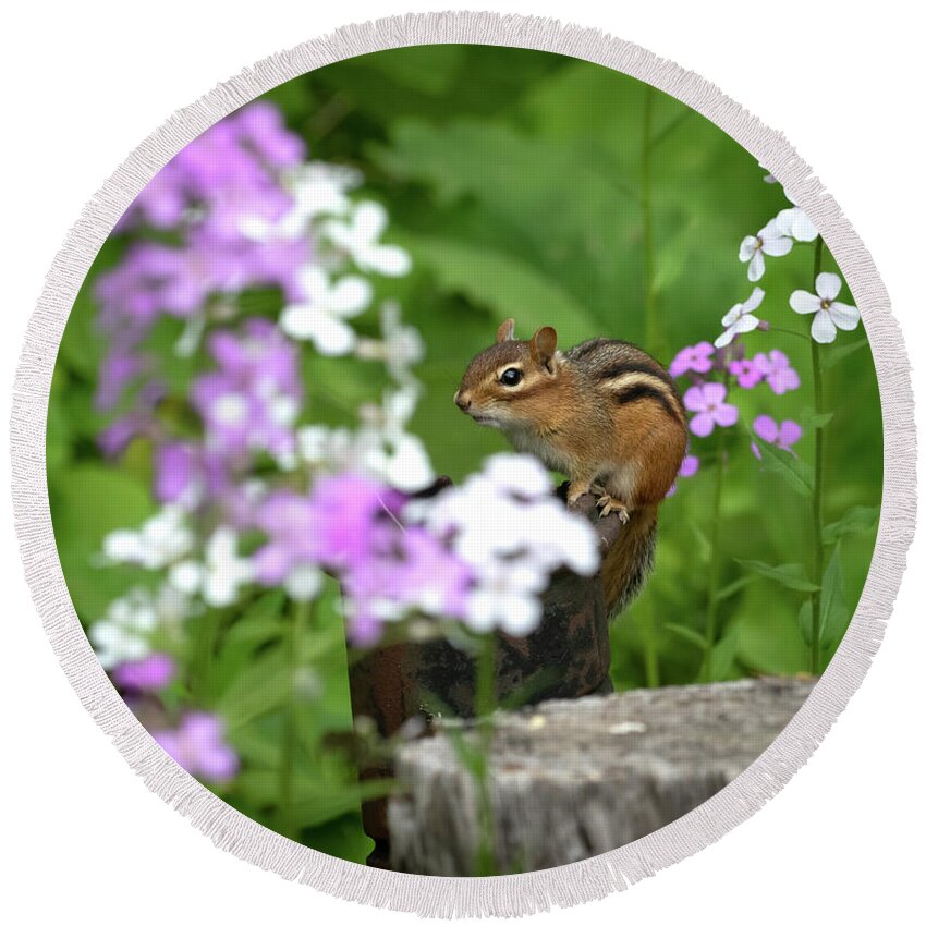 Rhododendron Round Beach Towel featuring the photograph Cornell Botanic Garden Curious Chipmunk by Mindy Musick King