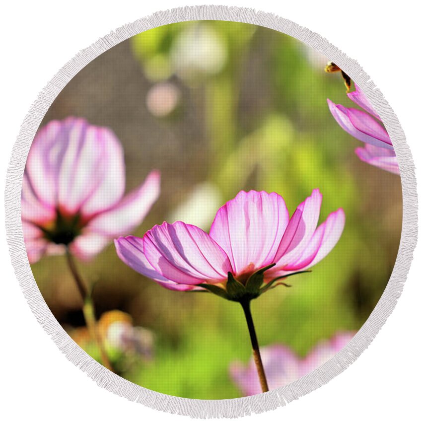 Cosmo Round Beach Towel featuring the photograph Cosmos aka Mexican Aster by Vivian Krug Cotton