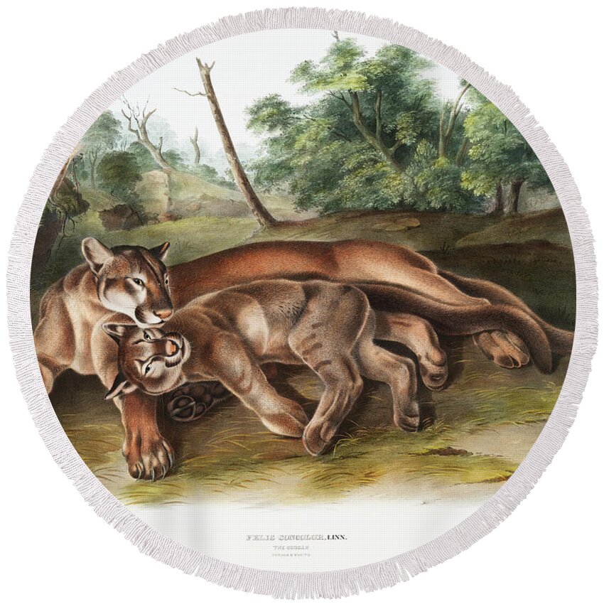 America Round Beach Towel featuring the mixed media Cougar, Cougars. John Audubon by World Art Collective