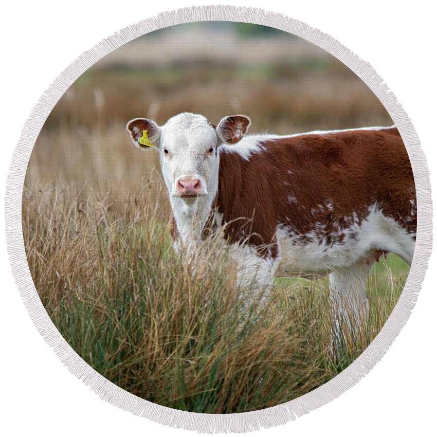 Cow Round Beach Towel featuring the photograph Cow in the grass by Gareth Parkes