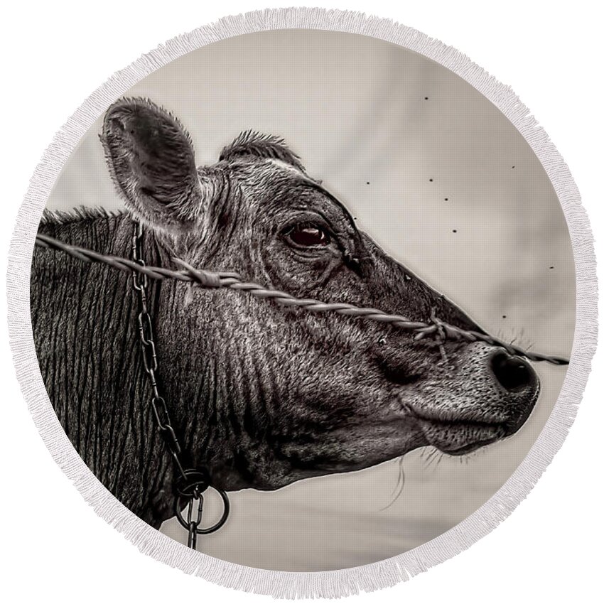 Cow Round Beach Towel featuring the photograph Cow With Flies by Bob Orsillo