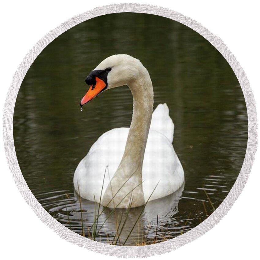 Action Round Beach Towel featuring the photograph Coy Mute Swan by Liza Eckardt