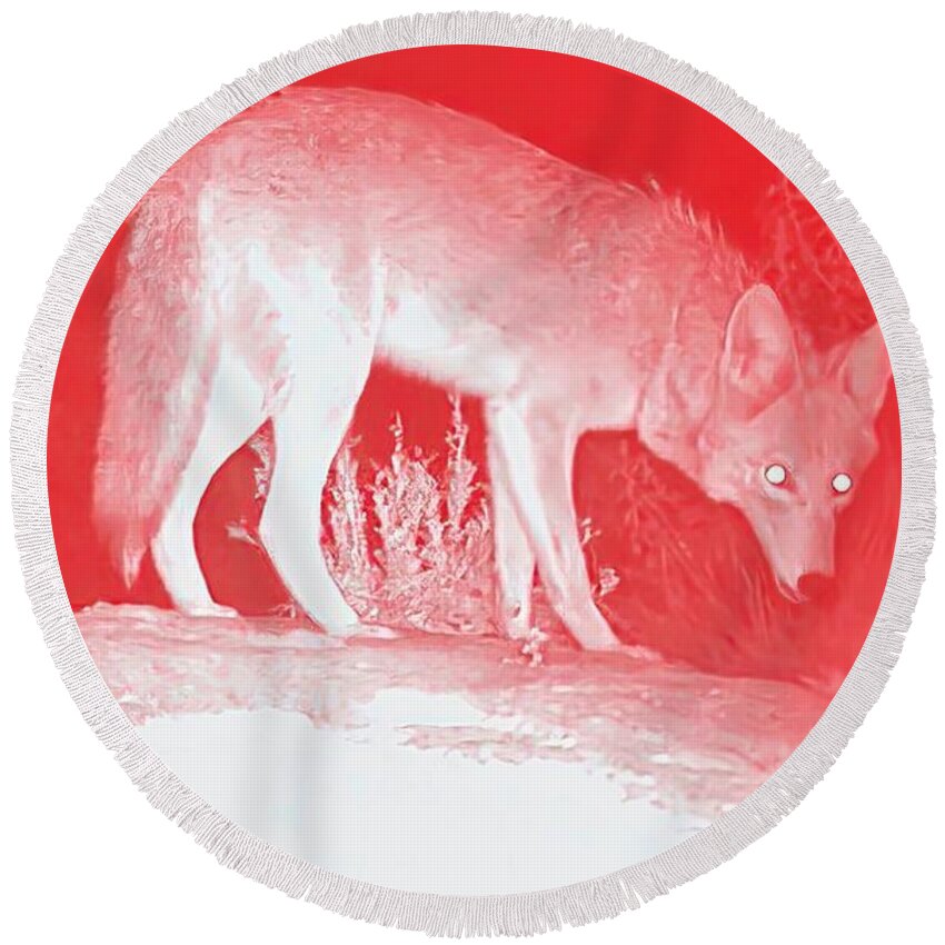 Wild Canid Round Beach Towel featuring the photograph Coyote in Coral by Judy Kennedy