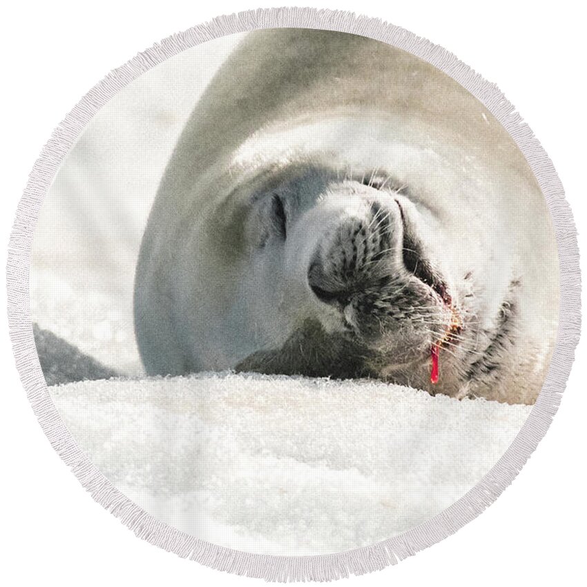 04feb20 Round Beach Towel featuring the photograph Crabeater Seal Frozen Drool Pile Macro by Jeff at JSJ Photography