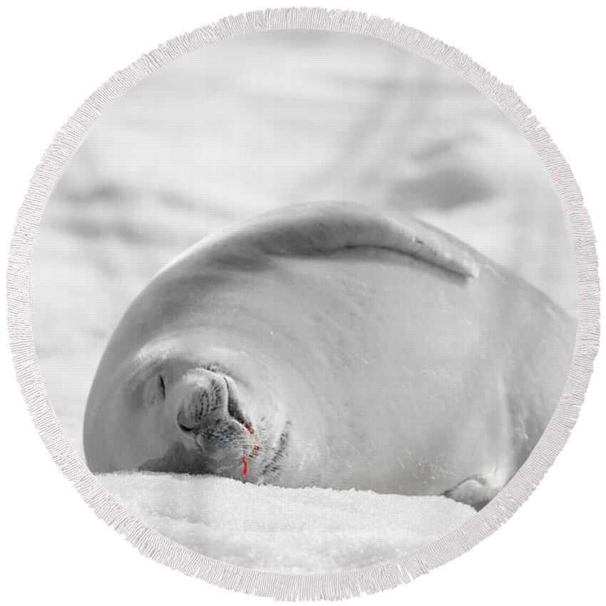 04feb20 Round Beach Towel featuring the photograph Crabeater Seal Frozen Drool Pile BW-SC by Jeff at JSJ Photography