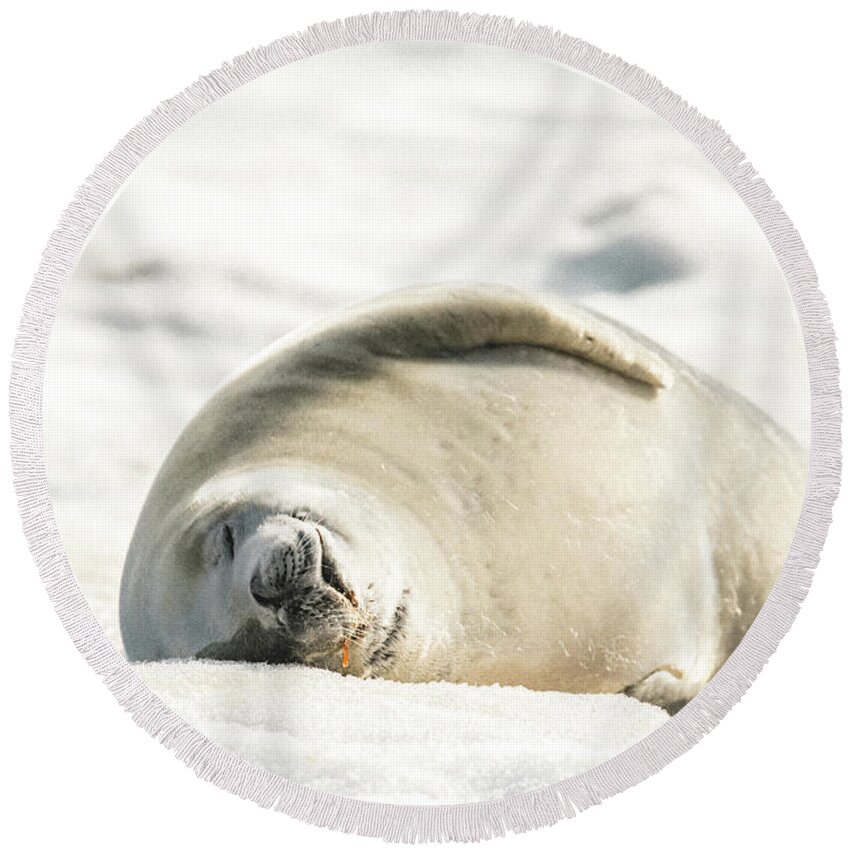 04feb20 Round Beach Towel featuring the photograph Crabeater Seal Frozen Drool Pile Raw Color by Jeff at JSJ Photography