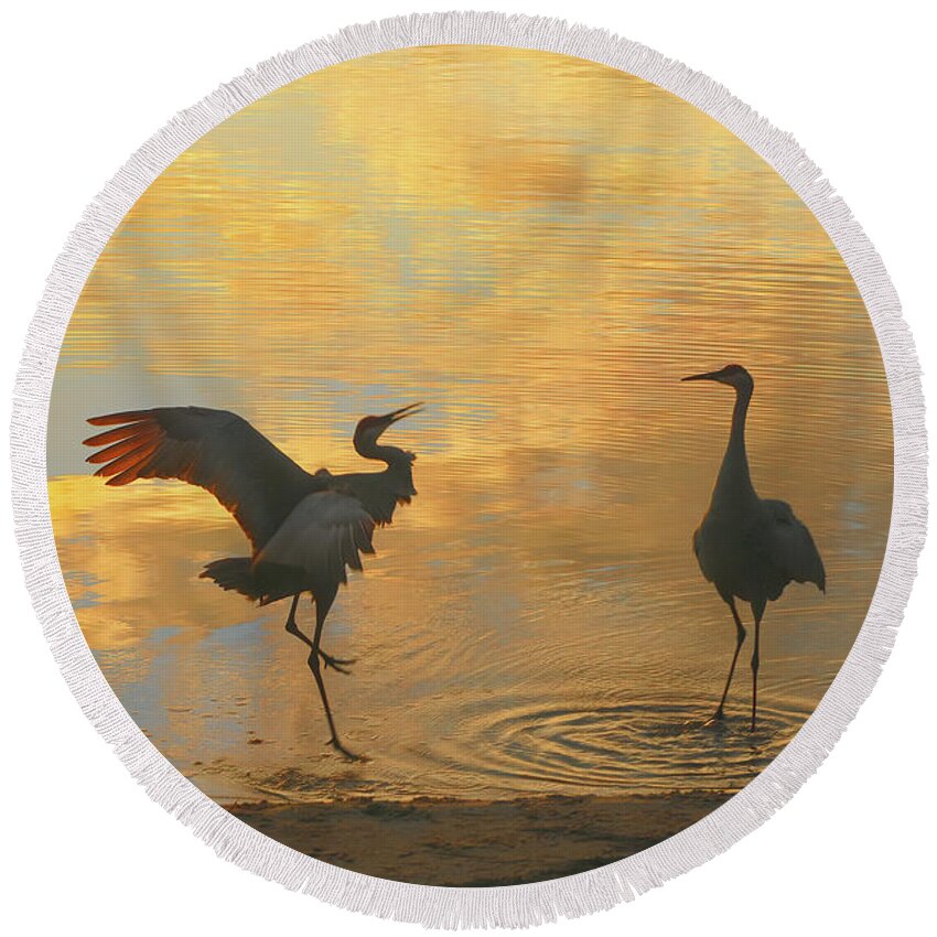 Crane Round Beach Towel featuring the photograph Crane Mating Dance #3 by Jerry Griffin