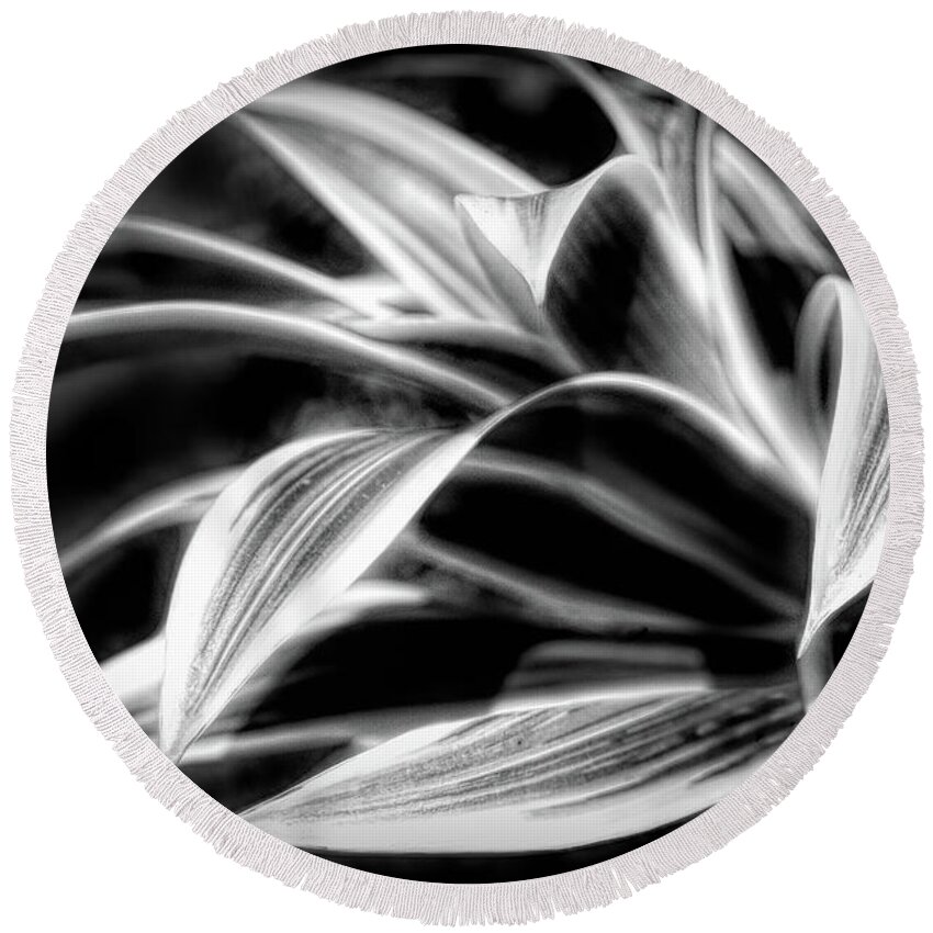 Black Round Beach Towel featuring the photograph Creative Botanicals Black and White by Debra and Dave Vanderlaan