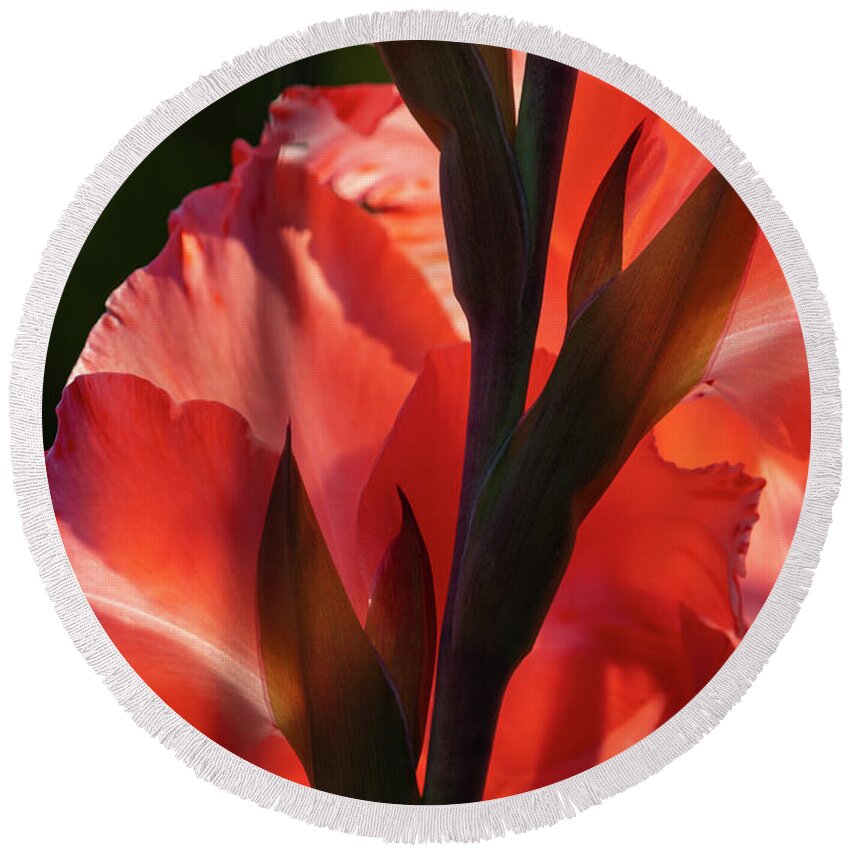 Astoria Round Beach Towel featuring the photograph Crimson Gladiolus Rear View by Robert Potts