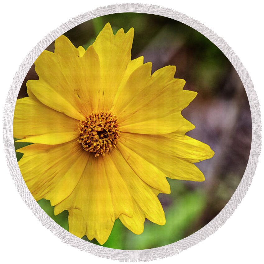 Flower Round Beach Towel featuring the photograph Croatan Forest Lanceleaf Coreopsis by Bob Decker