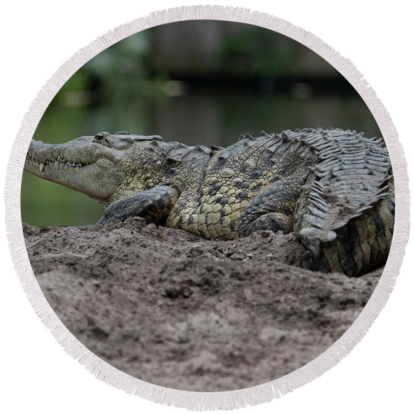 Crocodile Round Beach Towel featuring the photograph Crocodile by Carolyn Hutchins