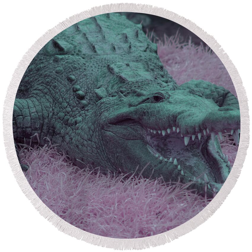 Crocodile Round Beach Towel featuring the photograph Crocodile in Infrared by Carolyn Hutchins