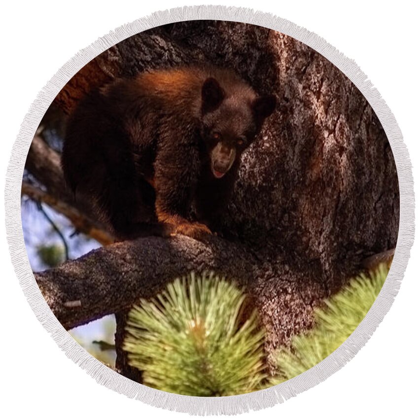 Wildlife Round Beach Towel featuring the photograph cub with tongue out, El Dorado National Forest, California, U.S.A. by PROMedias US