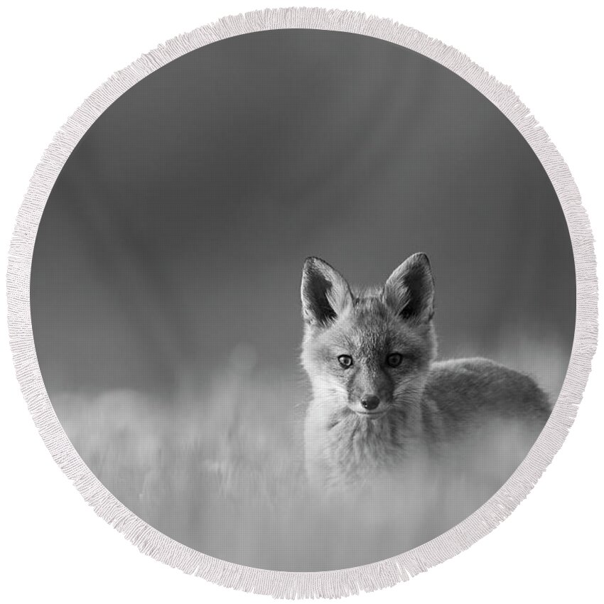 Red Fox Round Beach Towel featuring the photograph Curiosity of the Fox by Everet Regal