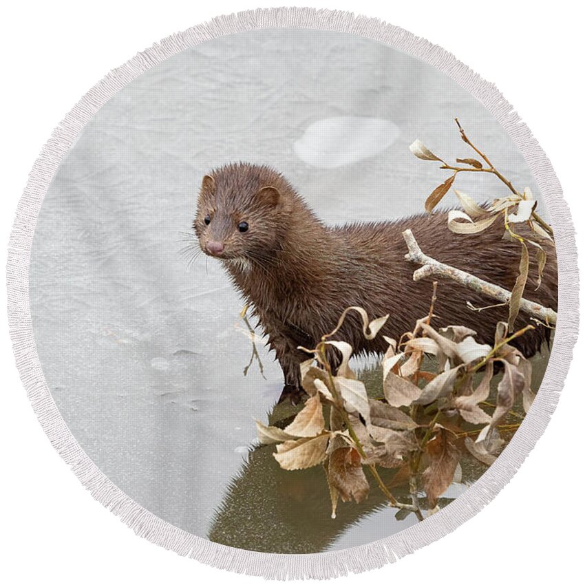 Mink Round Beach Towel featuring the photograph Curious American Mink on a Frozen Creek by Tony Hake