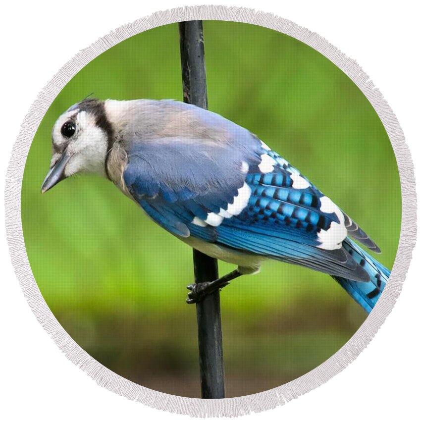  Round Beach Towel featuring the photograph Curious Blue Jay by Jack Wilson