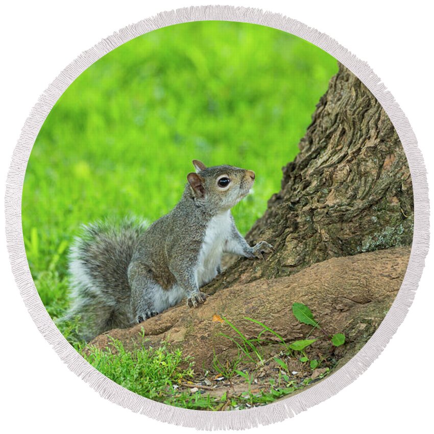 Eastern Gray Squirrel Round Beach Towel featuring the photograph Curious Eastern Gray Squirrel by Jennifer White