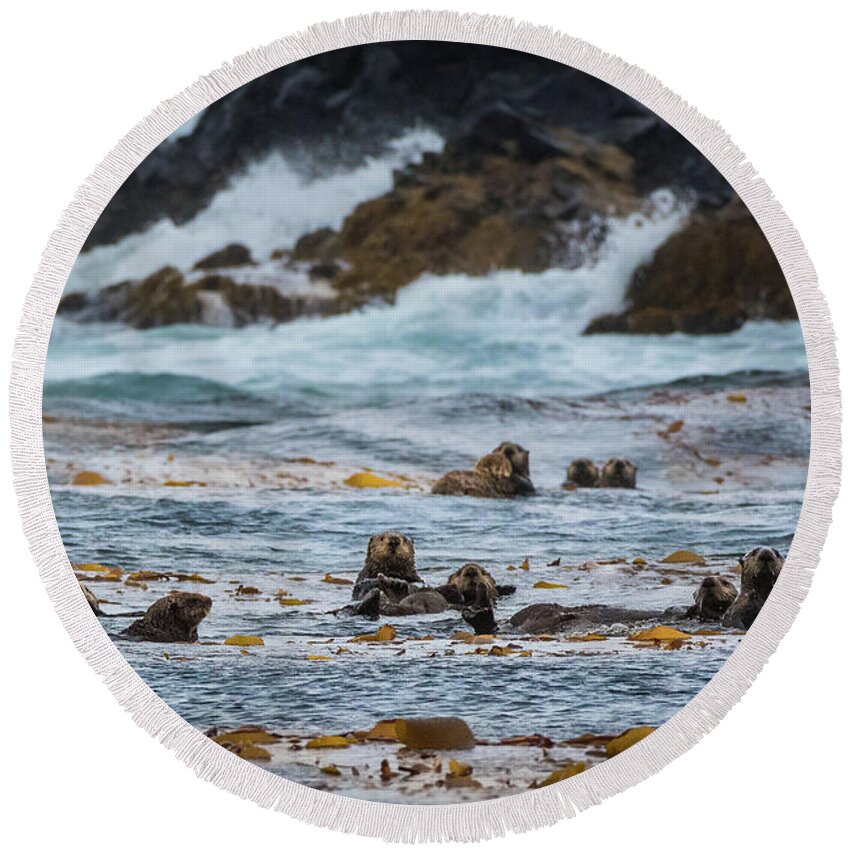 Alaska Round Beach Towel featuring the photograph Curious Sea Otters in a Raft of Kelp by Nancy Gleason