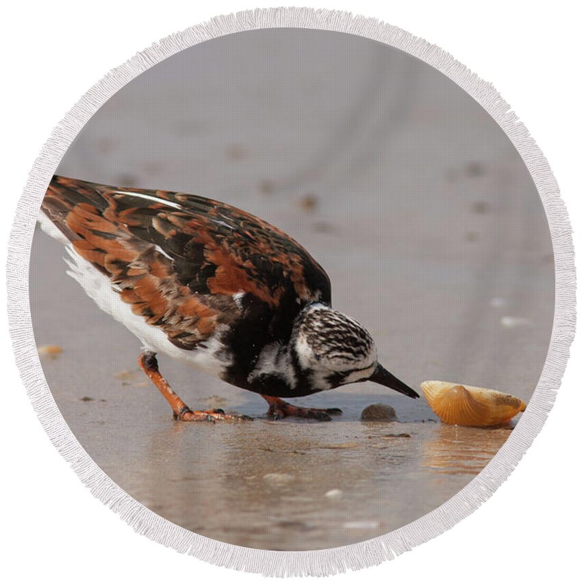 Ruddy Turnstone Round Beach Towel featuring the photograph Curious Turnstone by Paul Rebmann