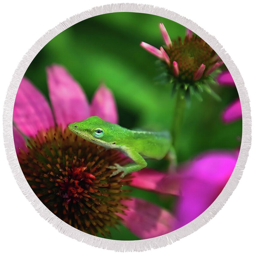 Pink Round Beach Towel featuring the photograph Cute Green Anole Lizard by Pam Rendall