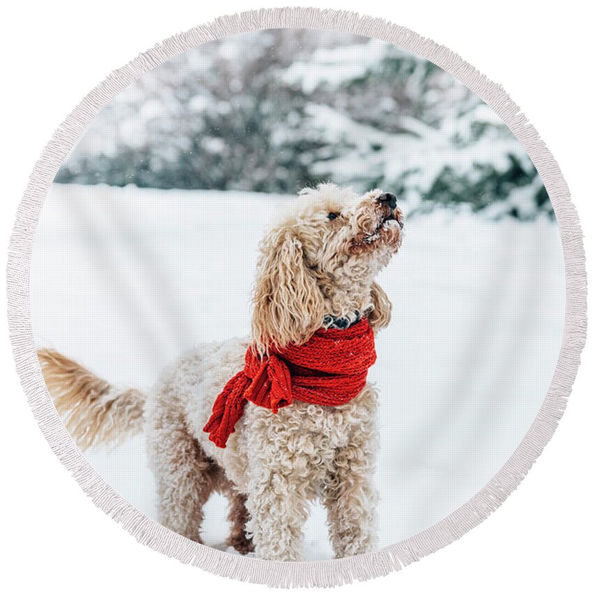Dog Round Beach Towel featuring the photograph Cute little dog with red scarf playing in snow. by Jelena Jovanovic