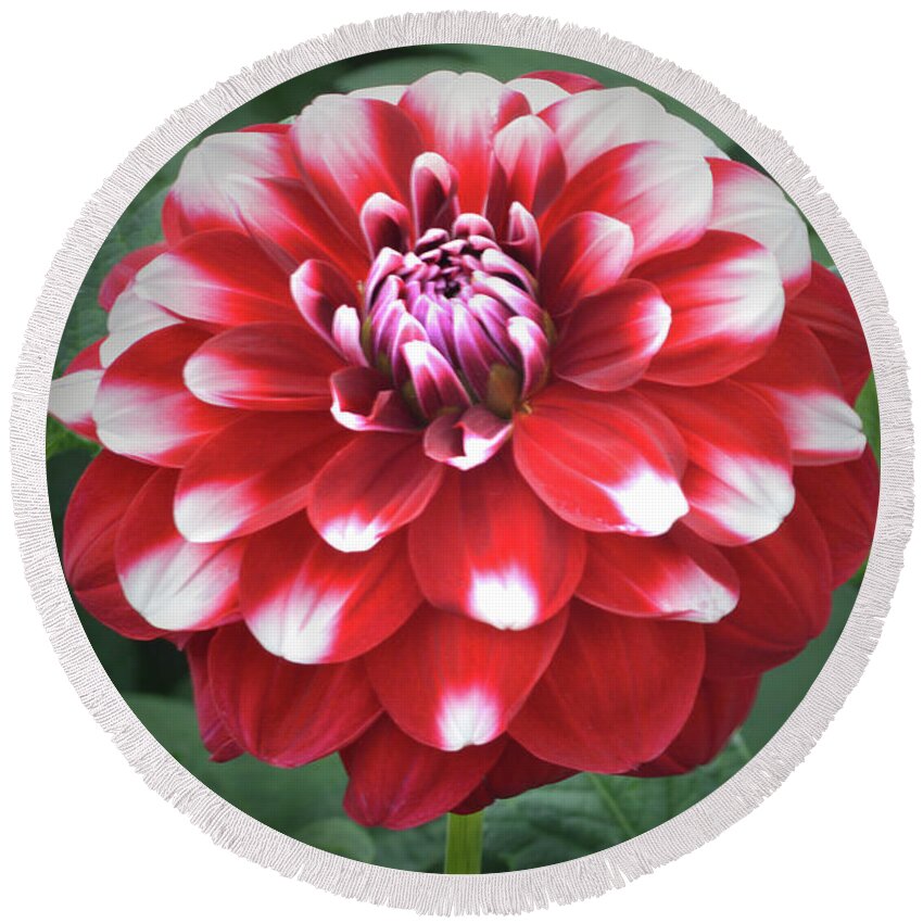 Dahlia Round Beach Towel featuring the photograph Dahlia Checkers by Terence Davis