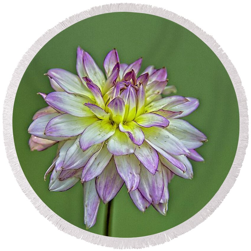 Flower Round Beach Towel featuring the photograph Dahlia Delight by Allen Nice-Webb