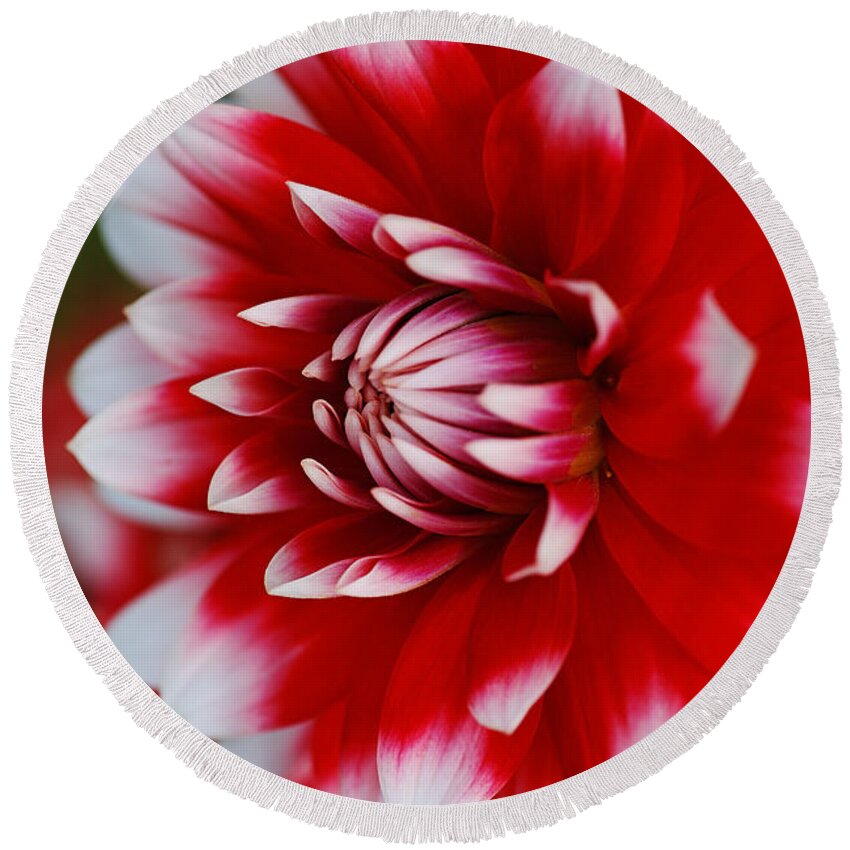 Fire And Ice Round Beach Towel featuring the photograph Dahlia Rich Red and White by Joy Watson