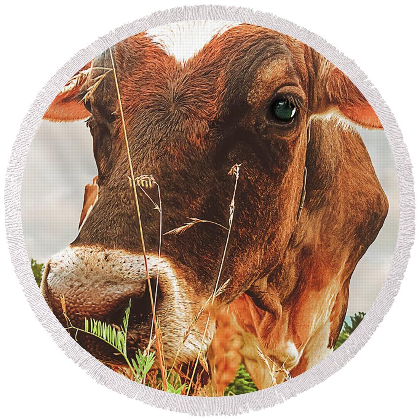 Cow Round Beach Towel featuring the photograph Dairy Cow by Bob Orsillo