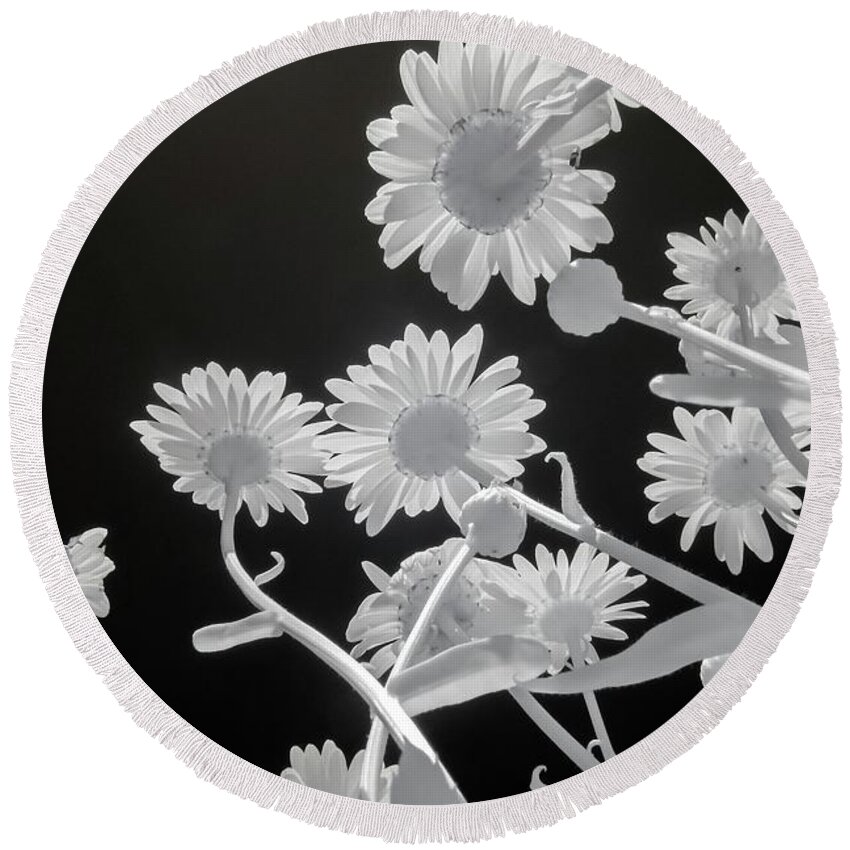 Daisy Round Beach Towel featuring the photograph Daisies in Infrared by Liza Eckardt