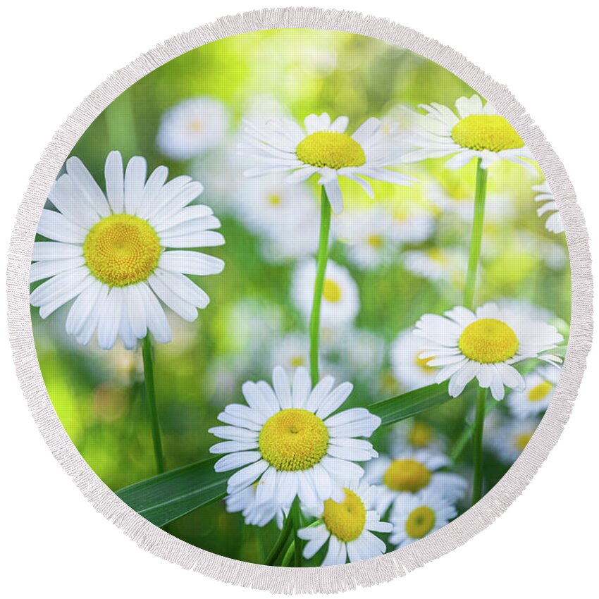 Daisy Round Beach Towel featuring the photograph Daisies Spring Blooming Flowers. by Jordan Hill