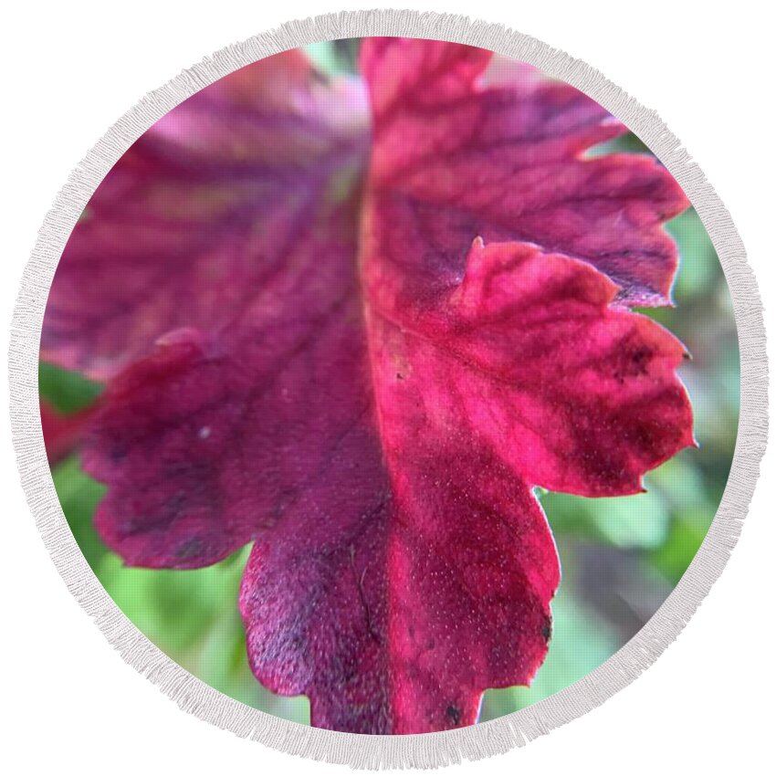 Daisy Leaf Round Beach Towel featuring the photograph Daisy Red Leaf by Catherine Wilson