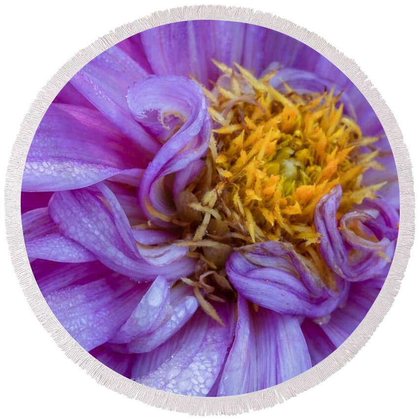 Dahlia Round Beach Towel featuring the photograph Dancing Curls in Morning Dew by Roberta Kayne
