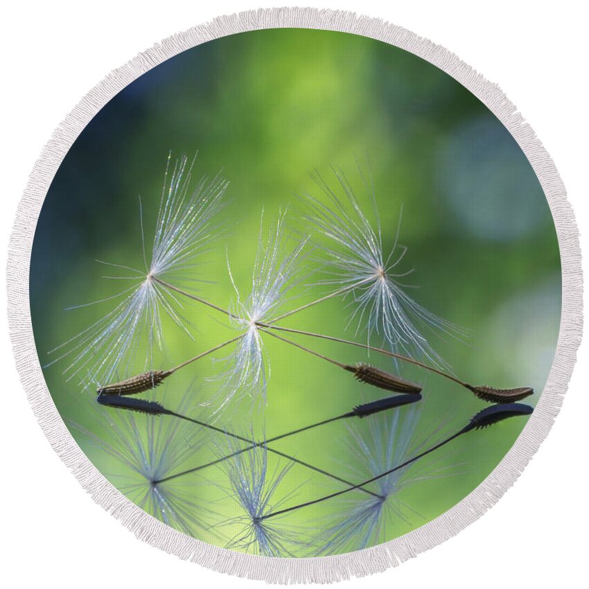 Dandelion Round Beach Towel featuring the photograph Dandelion Seed Triplet by Framing Places