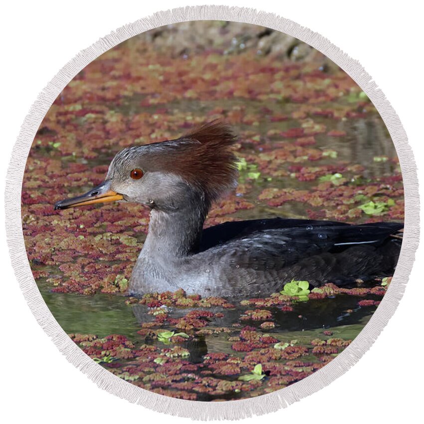 Common Merganser Round Beach Towel featuring the photograph Darling Common Merganser Female Duck by Kathleen Bishop