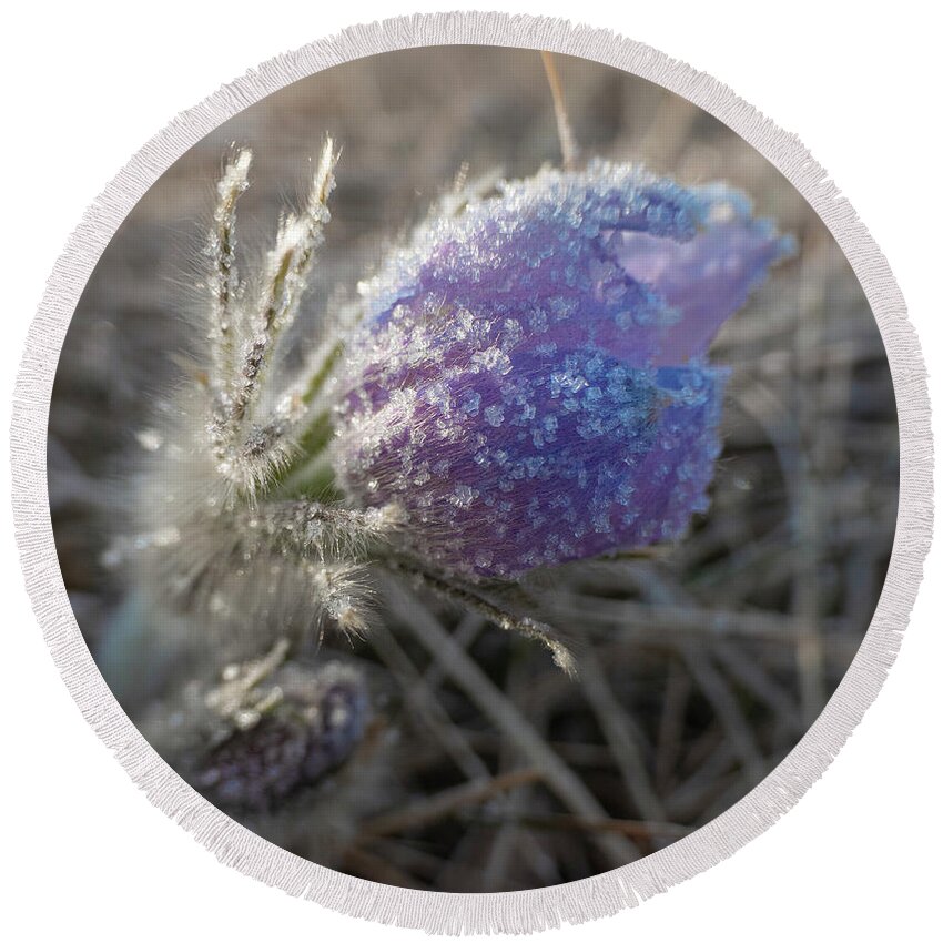Frost Round Beach Towel featuring the photograph Dawn Frost On A Spring Crocus by Karen Rispin