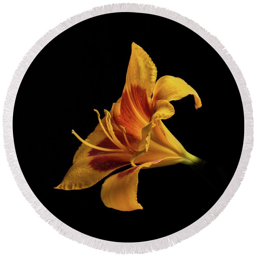 Hemerocallis Fulva Round Beach Towel featuring the photograph Daylily at Night by Kevin Suttlehan
