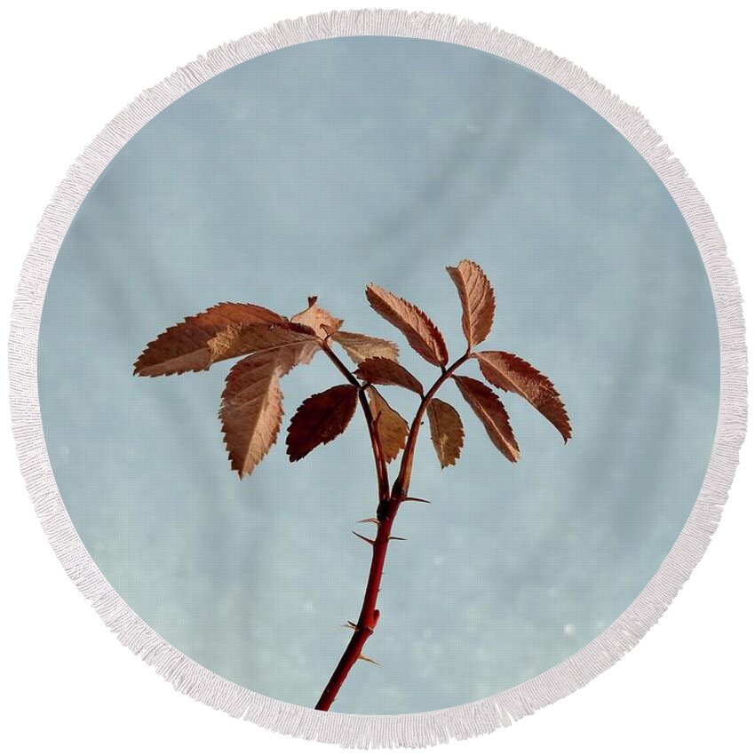  Round Beach Towel featuring the photograph December rose by Nicola Finch