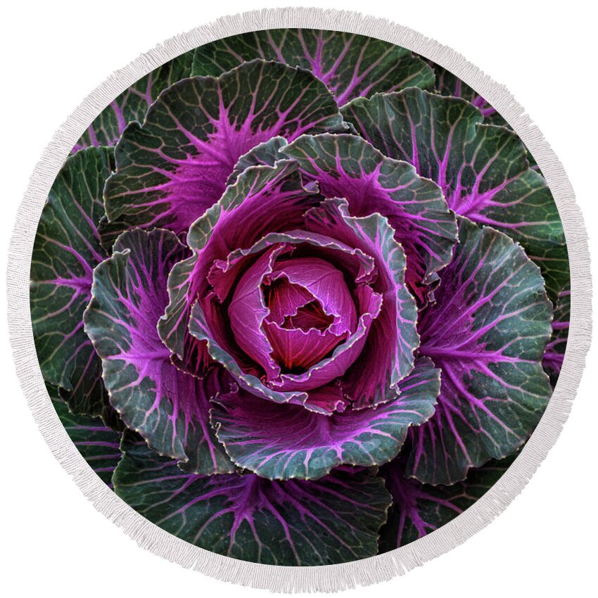 Ornamental Round Beach Towel featuring the photograph Decorative Cabbage by Elvira Peretsman