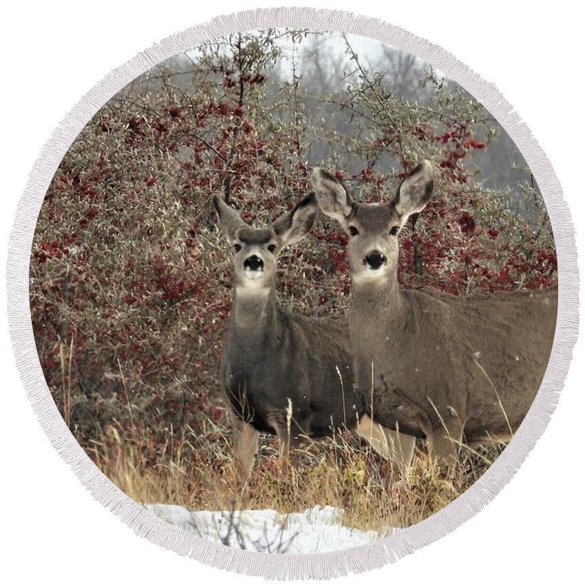 Mule Deer Round Beach Towel featuring the photograph Deer in the Buffalo Berries by Amanda R Wright