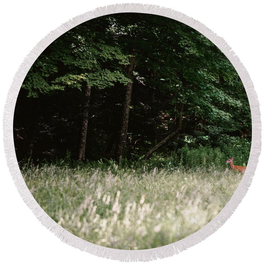 Photography Round Beach Towel featuring the photograph Deer in the Grass by Evan Foster