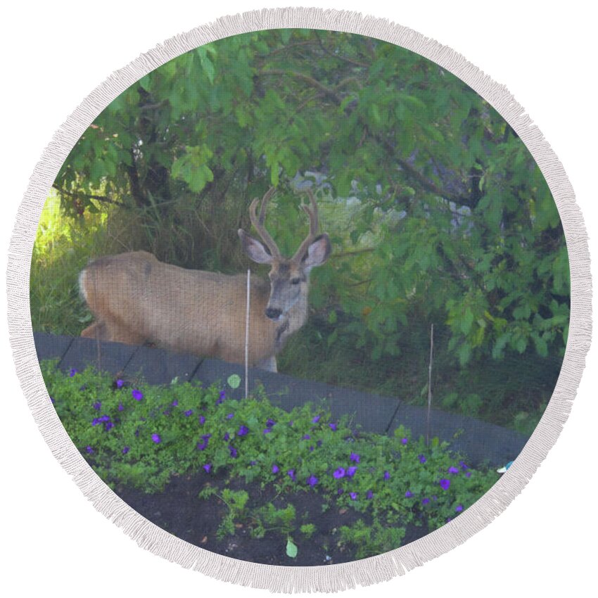 Deer Round Beach Towel featuring the photograph Deer Right Here by Donna L Munro