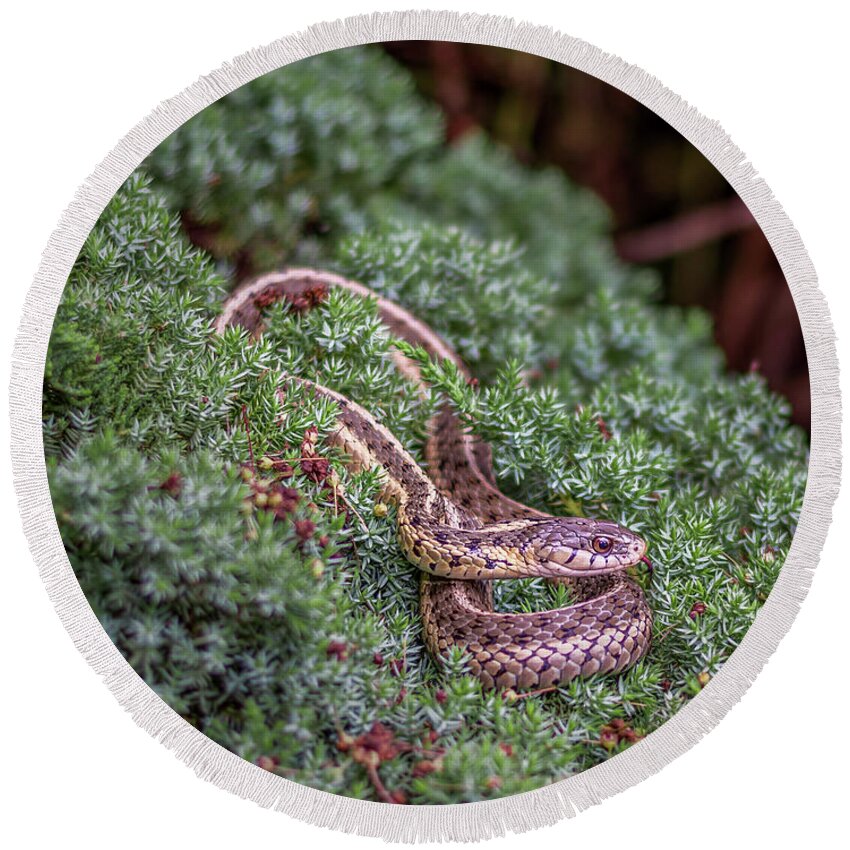 Dekay Round Beach Towel featuring the photograph Dekay's Brown Snake Storeria dekayi by Rob Sellers