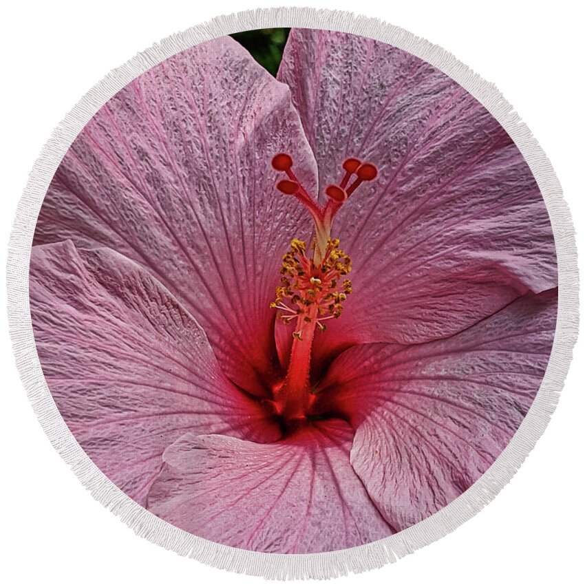 Flower Round Beach Towel featuring the photograph Delicate Pink Hibiscus by Portia Olaughlin