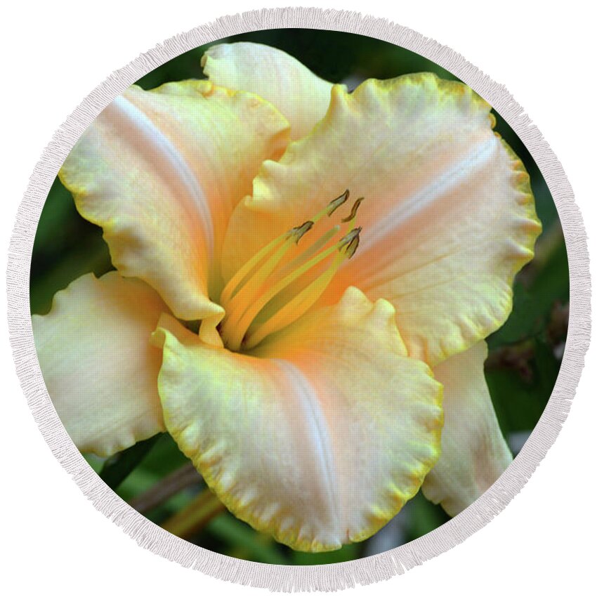 Daylily Round Beach Towel featuring the photograph Desirable Daylily. by Terence Davis